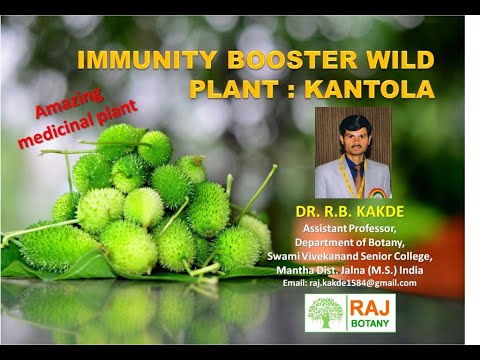 Medicinal plant Kantola : Immunity booster #Kartuli