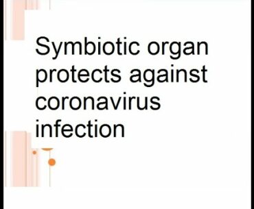 Symbiotic organ protects against  coronavirus infection