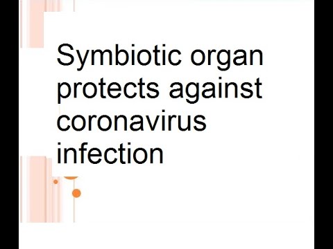 Symbiotic organ protects against  coronavirus infection