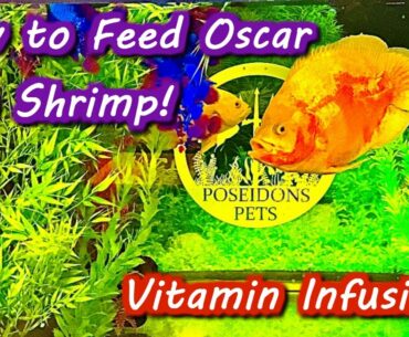 How to Feed Oscar Fish Shrimp - Vitamin Infusion