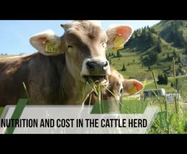 Nutrition and cost in the cattle herd - TvAgro By Juan Gonzalo Angel