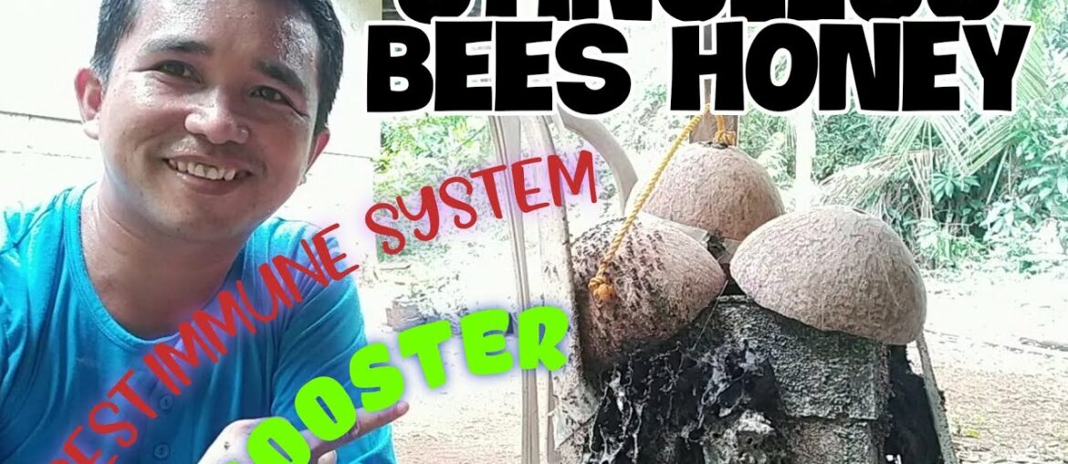 WHY DO STINGLESS BEE HONEY IS CALLED THE BEST NATURAL IMMUNE SYSTEM BOOSTER?