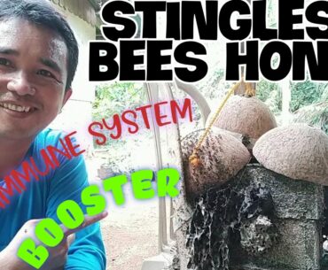 WHY DO STINGLESS BEE HONEY IS CALLED THE BEST NATURAL IMMUNE SYSTEM BOOSTER?