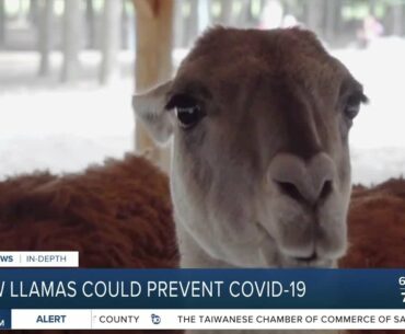 How llamas could help prevent COVID-19