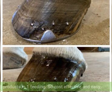 Consumer Review: Horse Guard Mega Dose Equine Vitamin Mineral Hoof & Probiotic Supplement