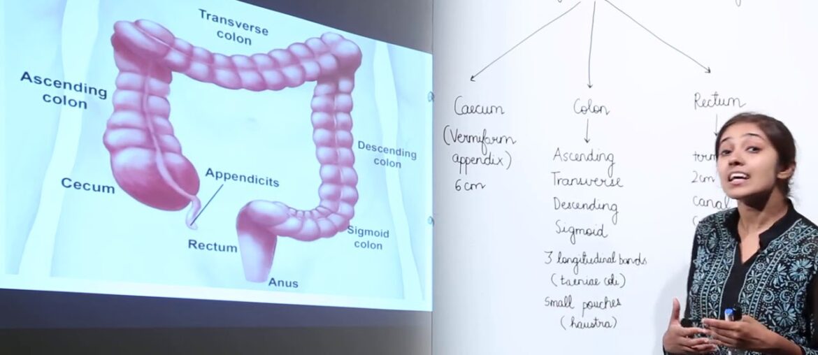 ICSE CLASS 11 BIOLOGY - SECTION B3 - iii - HUMAN NUTRITION - 12  Large intestine