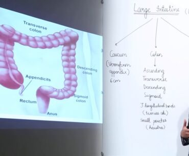 ICSE CLASS 11 BIOLOGY - SECTION B3 - iii - HUMAN NUTRITION - 12  Large intestine