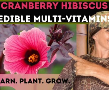 Cranberry Hibiscus: Edible Multi-Vitamins!