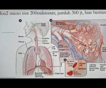 Natural Healing : Covid-19 dan cara meningkatkan daya tahan tubuh secara alami.