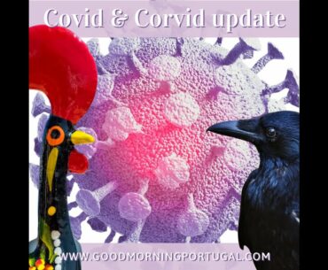 Portugal news, weather & today: covid (and corvid) update