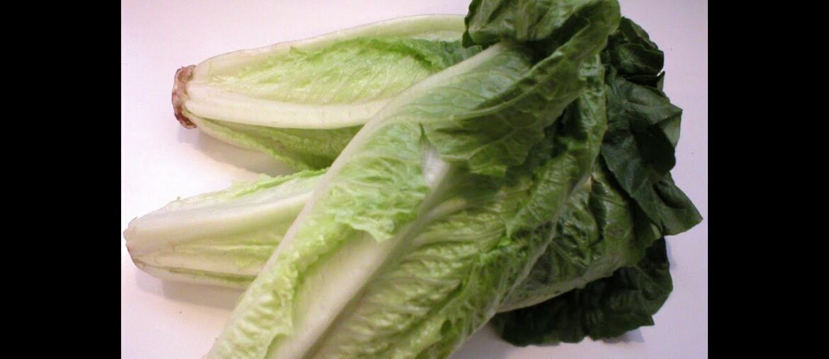 Lettuce 101 - Nutrition and Health Benefits of Lettuce