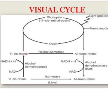 NUTRITIONAL BIOCHEMISTRY- VITAMIN A