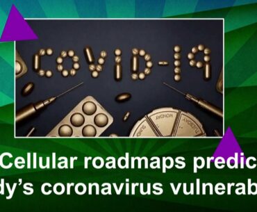 Cellular roadmaps predict body’s coronavirus vulnerability