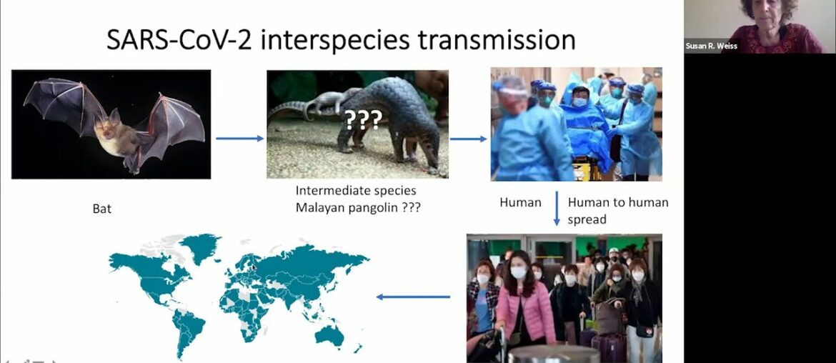 Coronaviruses: History, replication, innate immune antagonism