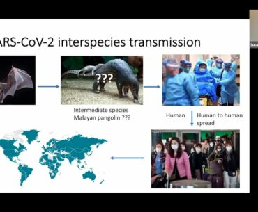 Coronaviruses: History, replication, innate immune antagonism