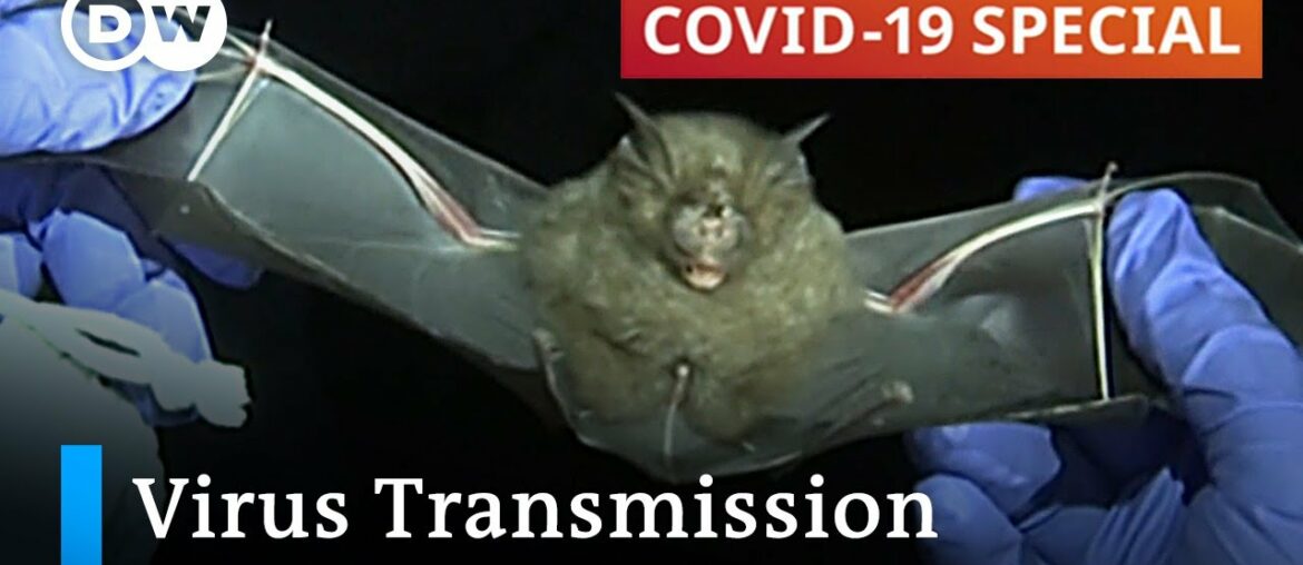 How dangerous is virus transmission from wild animals to humans | COVID-19 Special