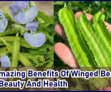 10 Amazing Benefits Of Winged Beans For Beauty And Health