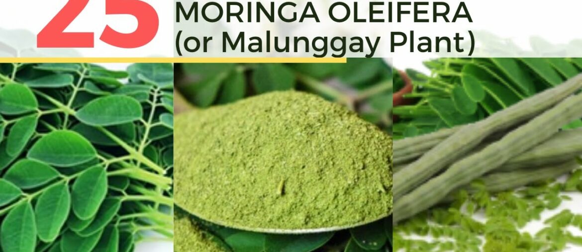 Top 25 Health Benefits of Moringa Oleifera or Malunggay Plant | HealthVine