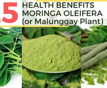 Top 25 Health Benefits of Moringa Oleifera or Malunggay Plant | HealthVine