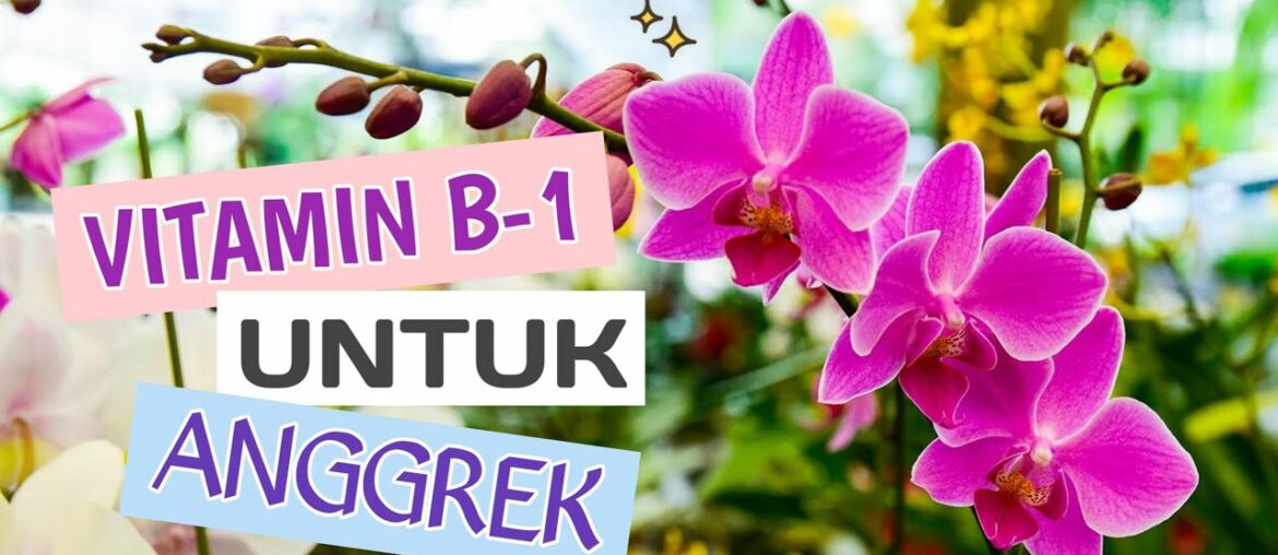 VITAMIN B1 UNTUK ANGGREK (TIPS TRIK) | NUTRISI ANGGREK