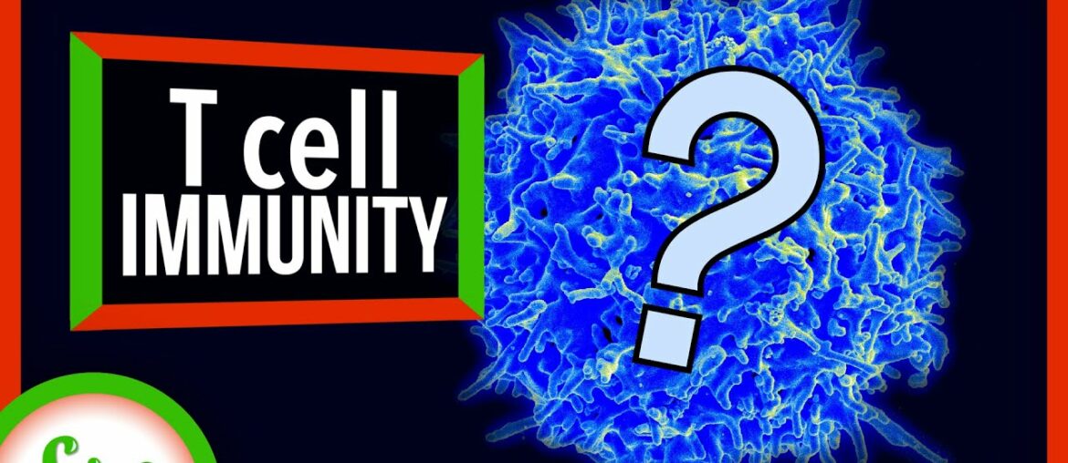 What Do We Know About T Cells and COVID-19 Immunity? | SciShow News