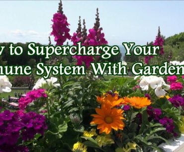 How to Supercharge Your Immune System With Gardening