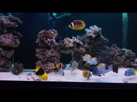 Feeding Piscine Energetics PE Pellets Saltwater Fish Food