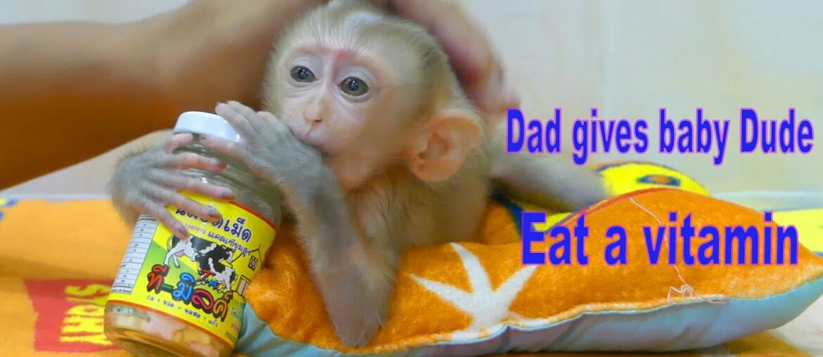 Baby Monkey Dude | Dad gives baby Dude eat a vitamin supplement for healthy