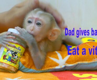 Baby Monkey Dude | Dad gives baby Dude eat a vitamin supplement for healthy