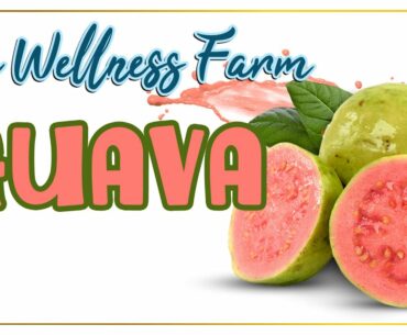 Guava | Know Your Fruit | Health Food | Nutrition Diaries