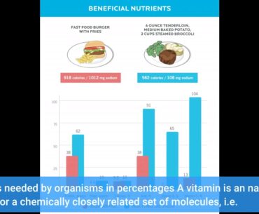 The Main Principles Of Vitamins and mineral nutrients - Elements within the Nutrition