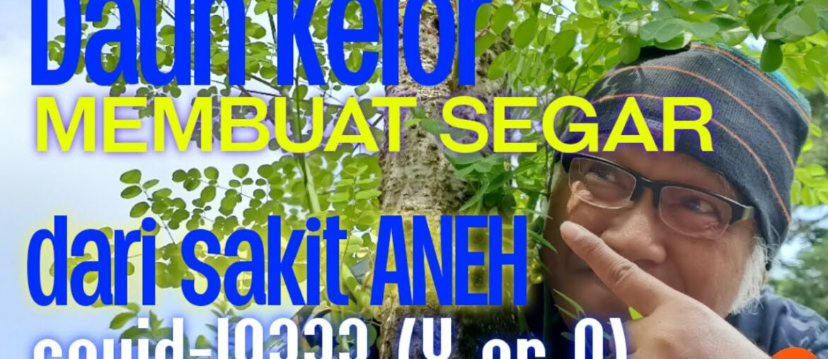 Daun KELOR membuat SEGAR dari sakit ANEH Covid-19(Y or N) #daunkelor#covid19#lianhuaqingwencapsules