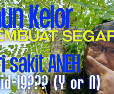 Daun KELOR membuat SEGAR dari sakit ANEH Covid-19(Y or N) #daunkelor#covid19#lianhuaqingwencapsules