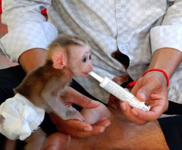 Awesome - Giving Vitamin to Baby Be Monkey For Healthy