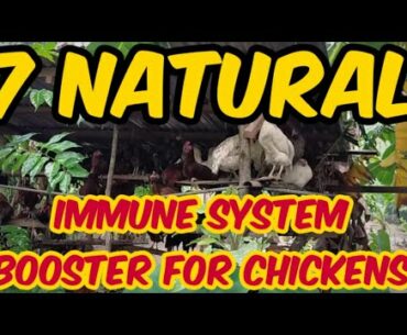 7 NATURAL IMMUNE SYSTEM BOOSTER FOR CHICKENS DURING RAINY DAYS