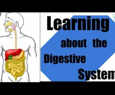 HOW DOES DIGESTIVE SYSTEM WORK ( Function & Definition) #RamzTutorialEducational