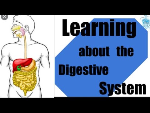 HOW DOES DIGESTIVE SYSTEM WORK ( Function & Definition) #RamzTutorialEducational