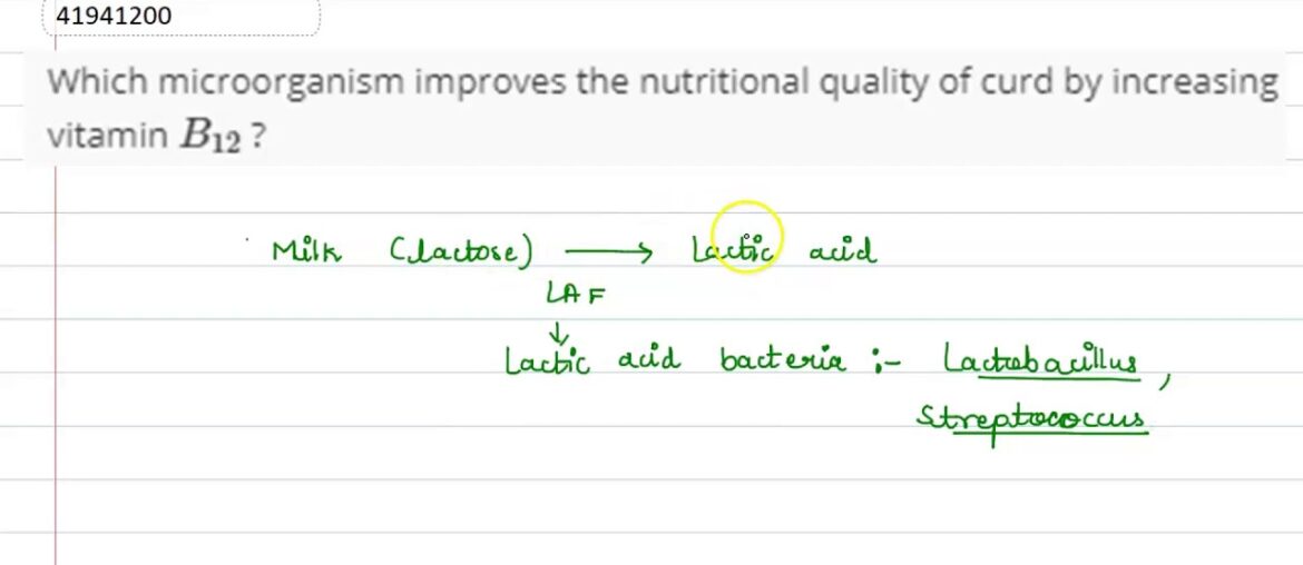 Which microorganism improves the nutritional quality of curd by increasing vitamin `B_(12)` ?