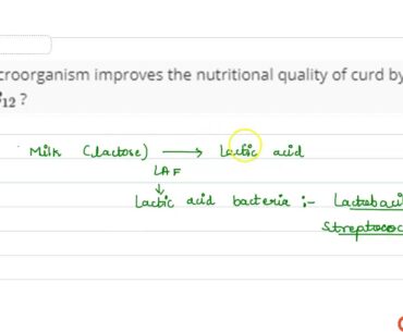 Which microorganism improves the nutritional quality of curd by increasing vitamin `B_(12)` ?