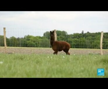 Swedish scientists are working on a radical Covid-19 blocker involving alpacas