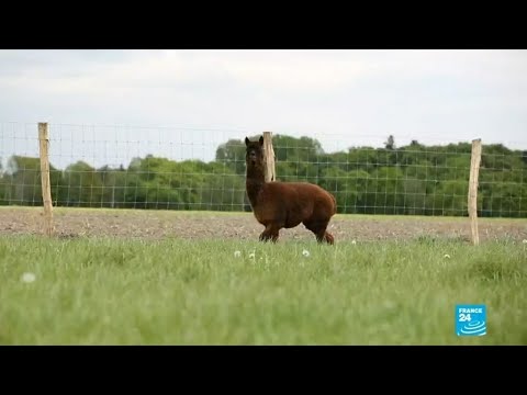 Swedish scientists are working on a radical Covid-19 blocker involving alpacas