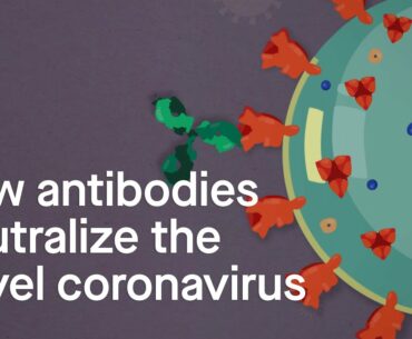 How antibodies neutralize the novel coronavirus: Science, Simplified