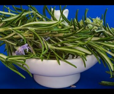 10 Proven Health Benefits of Rosemary