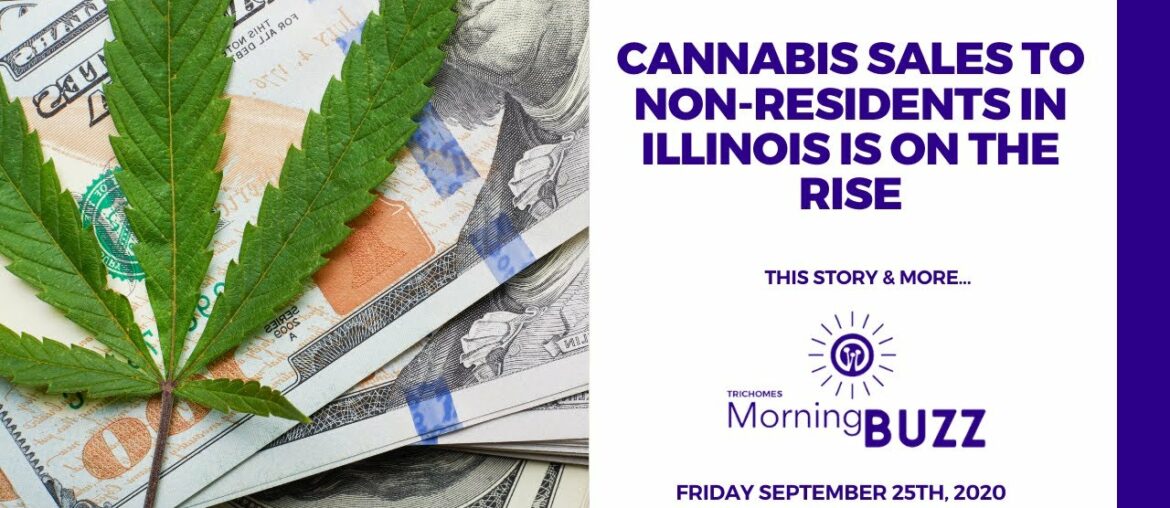 CANNABIS SALES TO NON RESIDENTS IN ILLINOIS IS ON THE RISE | TRICHOMES Morning Buzz