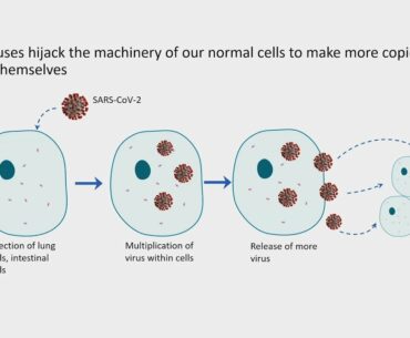 Identifying the Peptides that Activate T Cells in COVID-19 Patients - Albert Wong