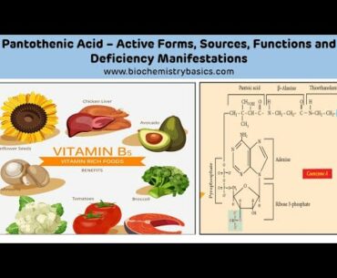 Pantothenic Acid Biochemistry || Vitamin B5 Biochemistry || Coenzyme A