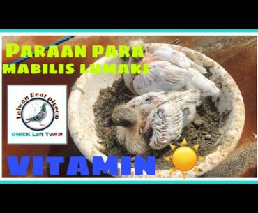 Natural Vitamin For Pigeon (pagpapaaraw ng mga inakay)