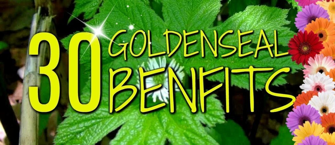 Goldenseal Root Health Benefits