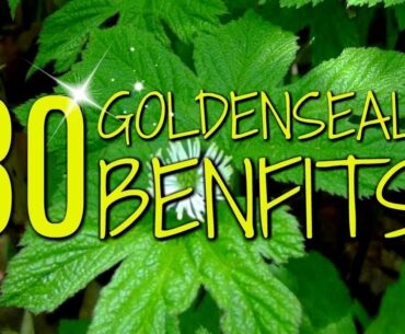 Goldenseal Root Health Benefits