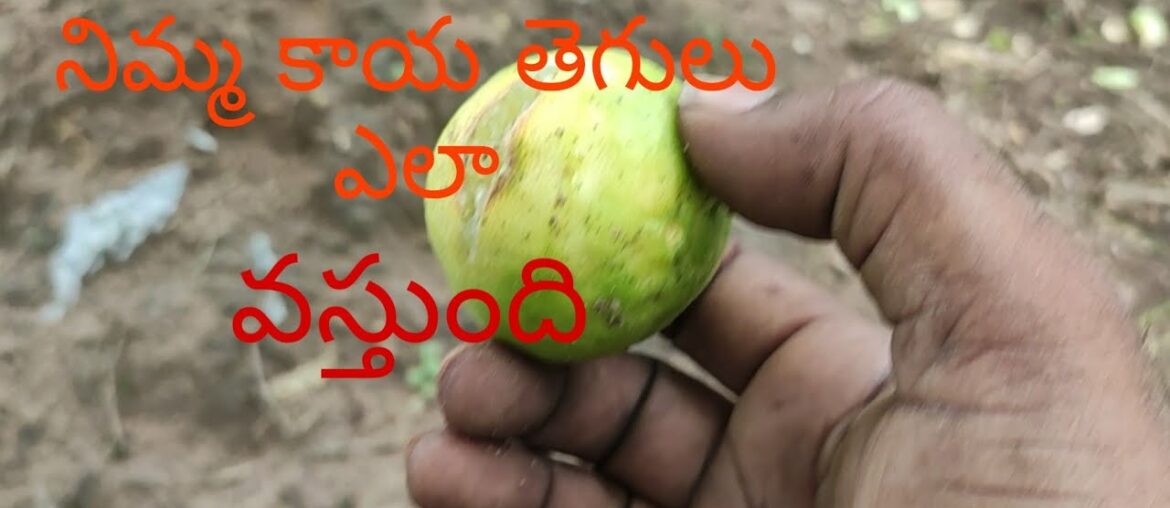 Lemon garden|| nimma thota||villagers making c vitamin||vitamin c is increasing your immunity